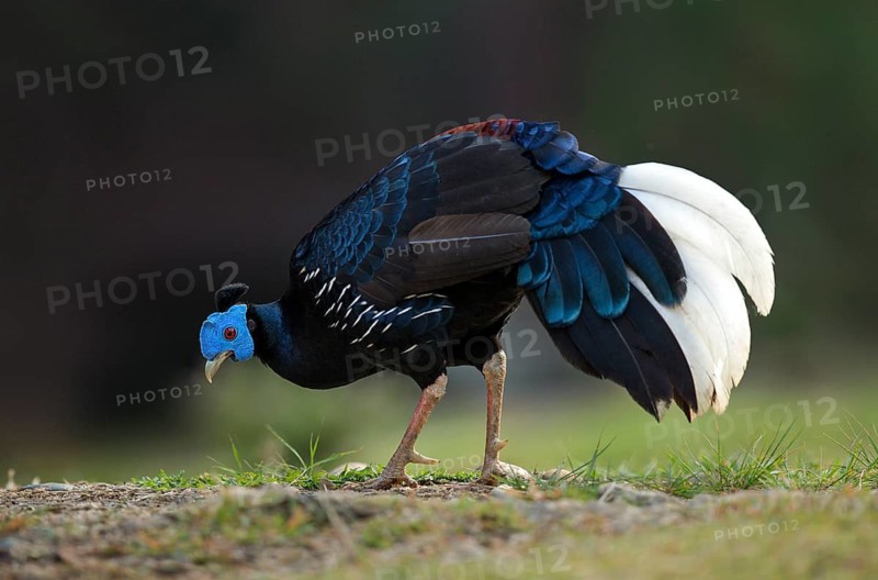 Crested Fireback (Lophura ignita rufa) male, Pahang, Malaysia