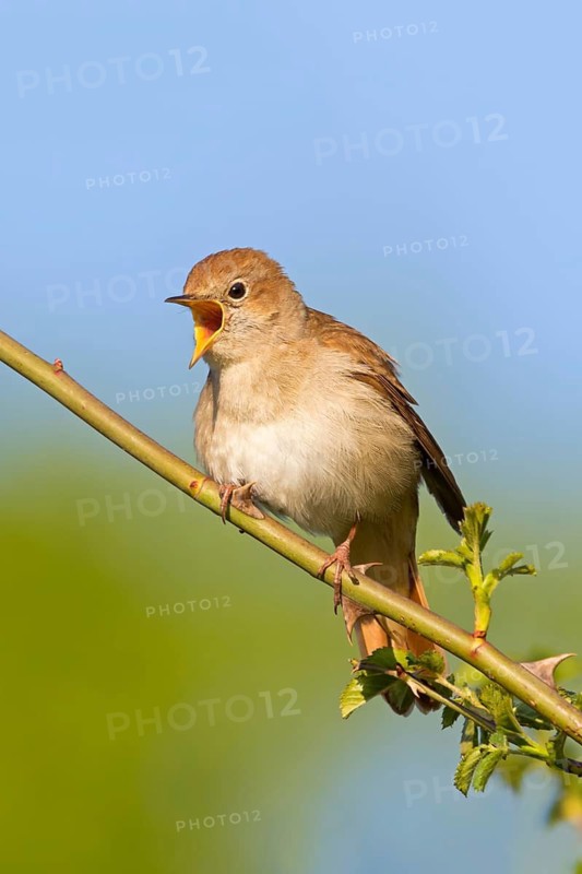 Nightingale, (Luscinia megarhynchos), animals, bird, songbird, family of passerines, classification as thrush and flycatcher, Nahe valley, Bad Kreuznach district, Rhineland-Palatinate, Federal Republic of Germany