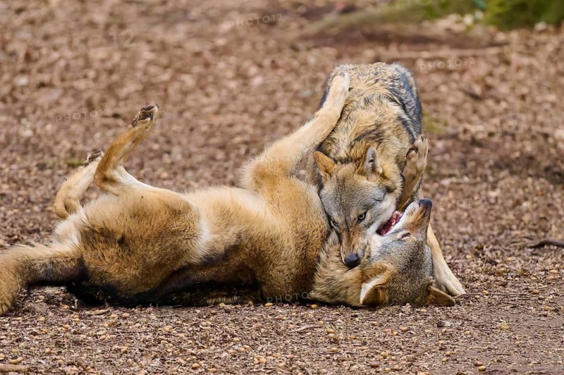 Two wolves interacting playfully on brown ground, Wolf (Canis Lupus), Germany
