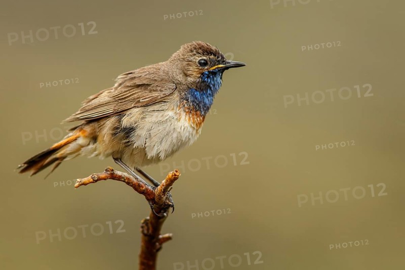 Bluethroat (Luscinia svecica), perched, Castile and Leon, Spain