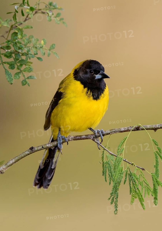 Audubon's Oriole (Icterus graduacauda) perched on a branch, Texas, USA