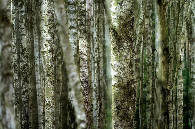 Birch forest as a natural burial grave site, Hofgeismar, Weser Uplands, Weserbergland, Hesse, Germany