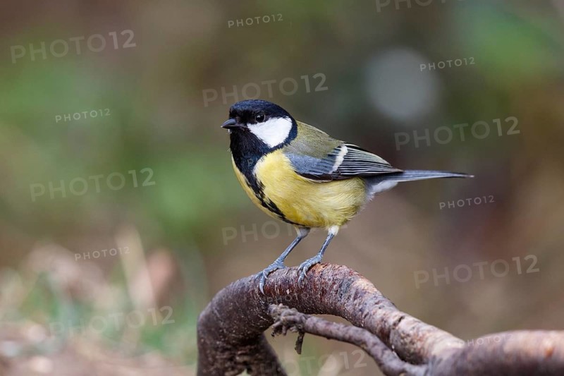 Great Tit (Parus major) perched on a branch, North Rhine-Westphalia, Germany