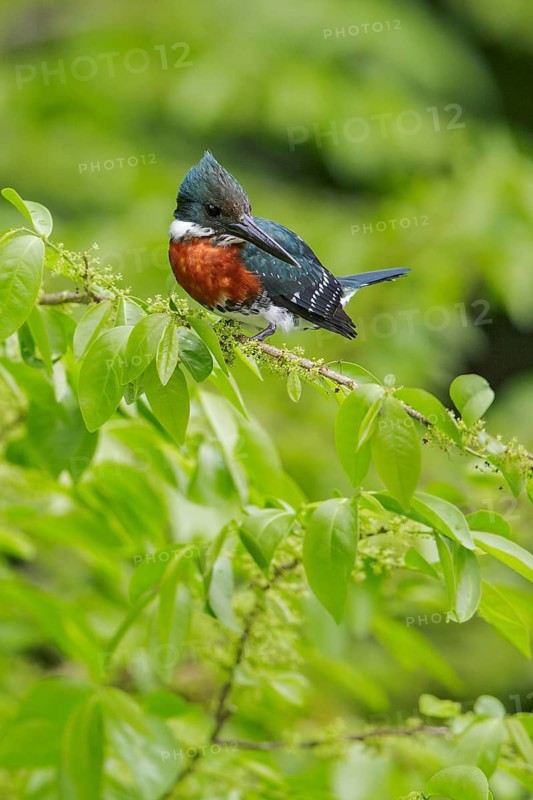 Green Kingfisher (Chloroceryle americana) perched on a branch in Manu National Park, Peru