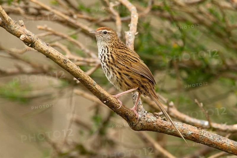 New Zealand Fernbird (Megalurus punctatus), New Zealand