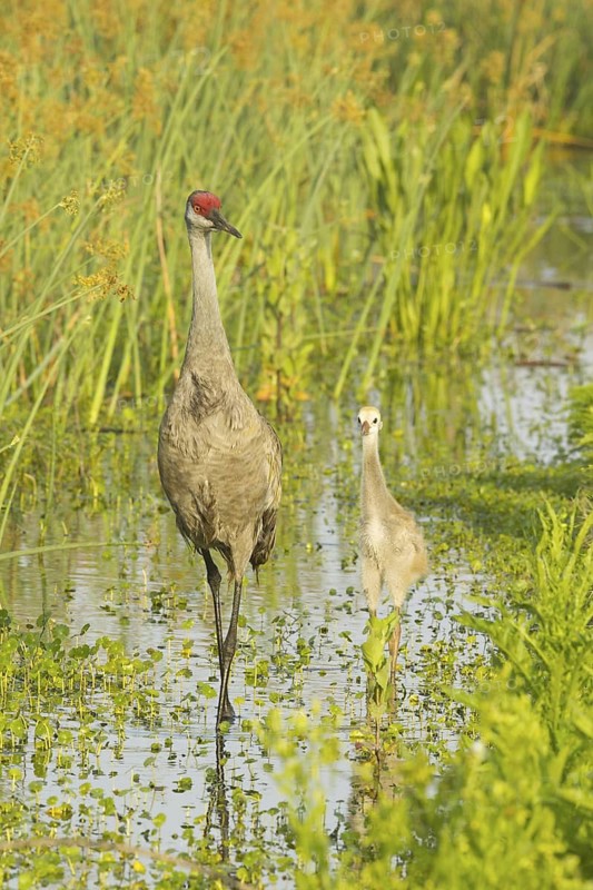 Sandhill Crane (Antigone canadensis) with chick, Florida, USA