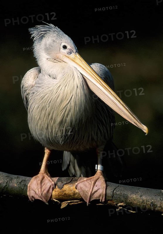 Pink-backed Pelican (Pelecanus rufescens)
