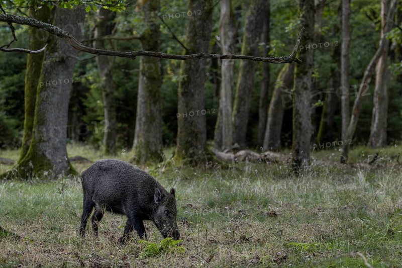 The first fallen acorns have lured the wild boar (Sus scrofa) into the oak forest, Indian summer, fattening year, acorn fattening, defensive, August, Denmark