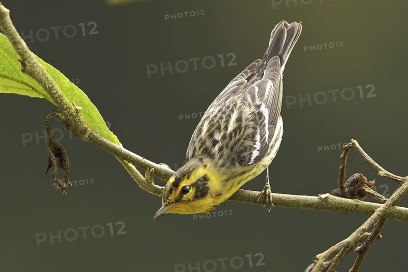 Blackburnian Warbler (Setophaga fusca) female, Ecuador