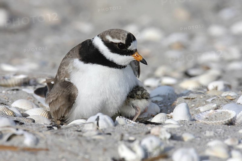 Common Ringed Plover (Charadrius hiaticula) nest, Lower Saxony, Germany
