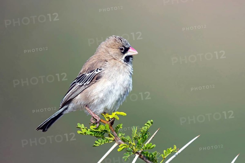 Bearded Weaver, Moustached Weaver, (Sporopipes squamifrons), Animals, Birds, Weaverbirds, Mountain Zebra National Park, Cradock, Western Cape, South Africa