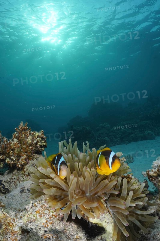 Red sea anemonefish (Amphiprion bicinctus)