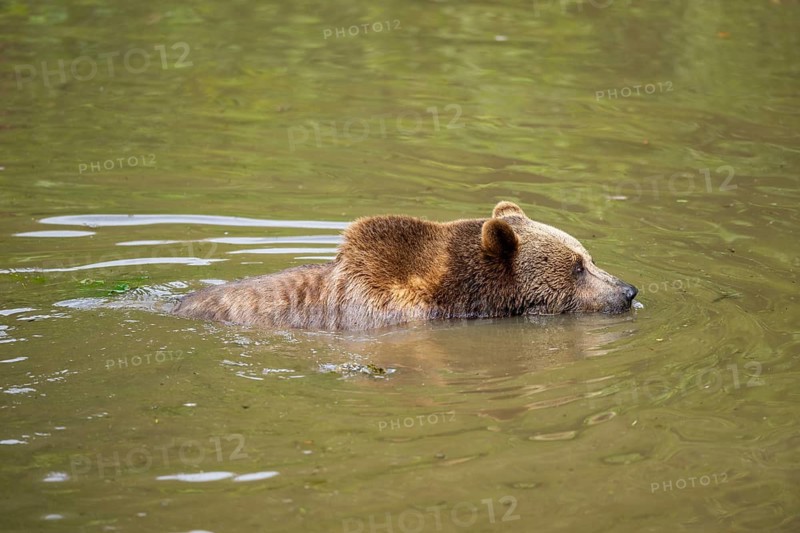 Eurasian brown bear (Ursus arctos arctos) in a little lake, Bavarian Forest, Bavaria, Germany