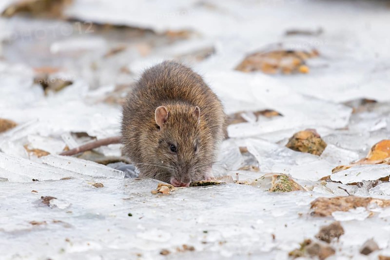 Brown rat (Rattus norvegicus) adult rodent animal feeding on food on ice in winter, England, United Kingdom
