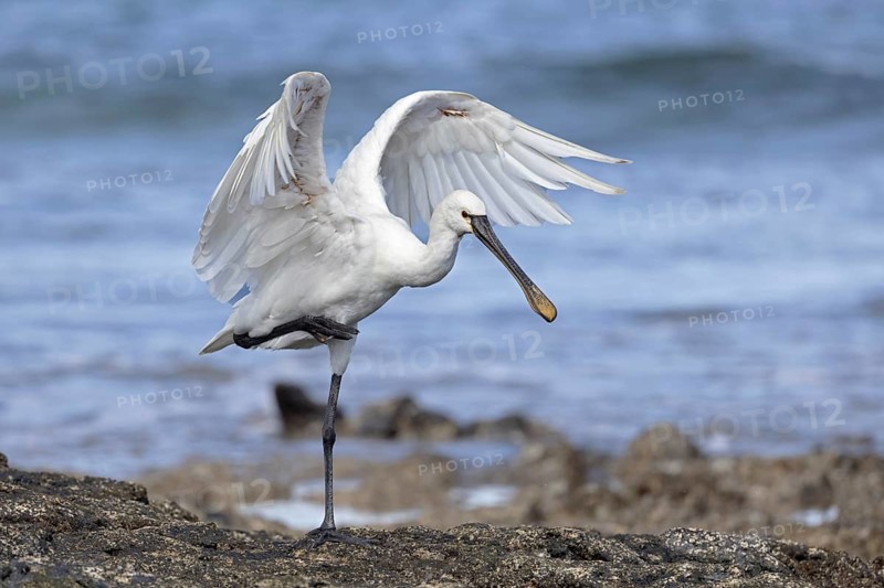Eurasian Spoonbill (Platalea leucorodia), Fuerteventura, Spain