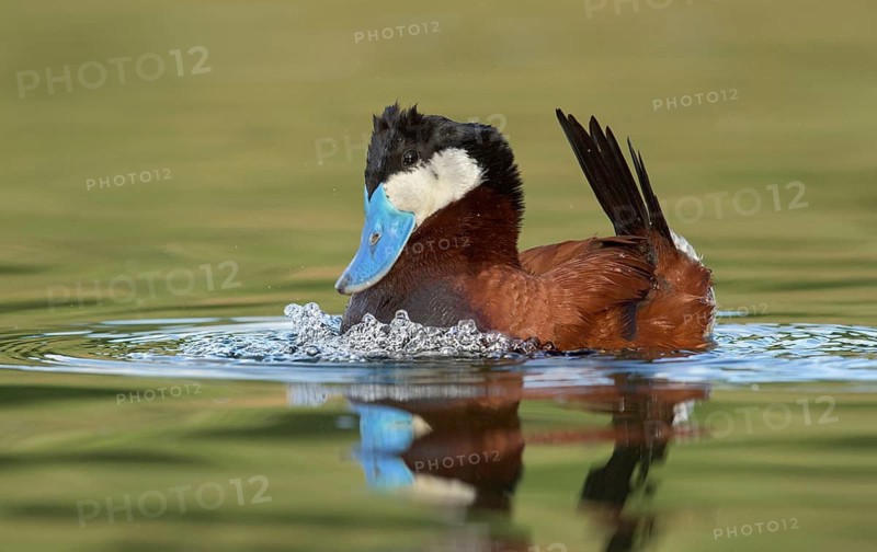 Ruddy Duck (Oxyura jamaicensis) male, British Columbia, Canada