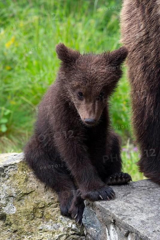 European brown bear (Ursus arctos arctos), young, Transylvania, Carpathians, Romania