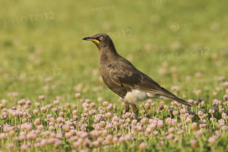 Pied Starling (Lamprotornis bicolor), South Africa