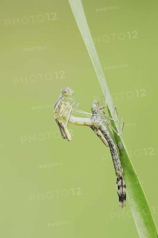 Willow Emerald Damselfly (Chalcolestes viridis) hatching, hatching, larva, dragonfly larva, North Rhine-Westphalia, Germany