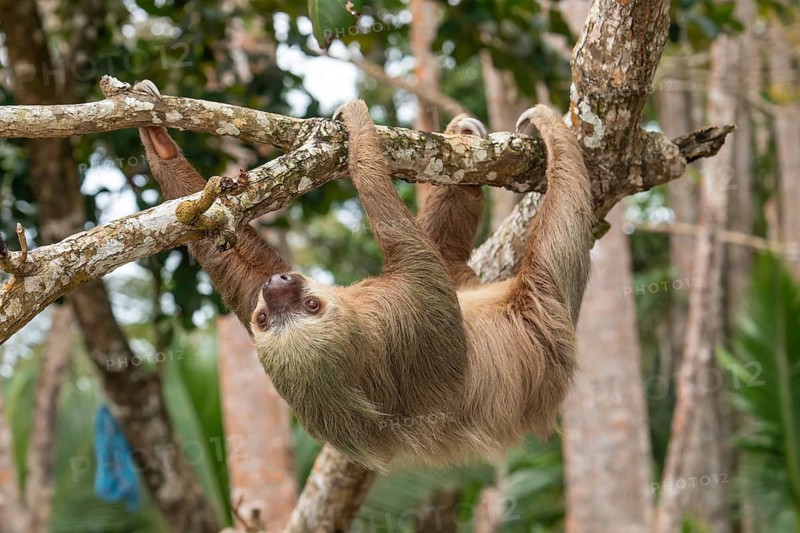 Male two toed sloth (Choloepus didactylus) hanging upside down and climbing on almond tree. Beach, Punta Uva, Limon, Caribbean, Costa Rica
