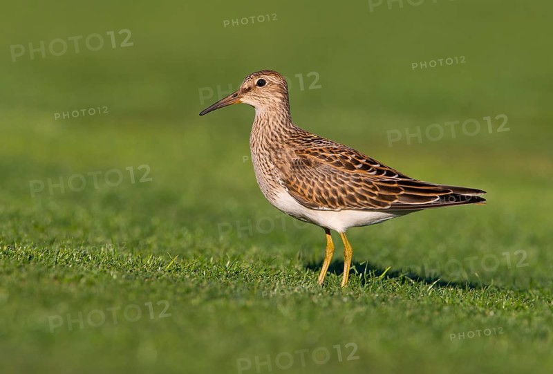 Pectoral Sandpiper (Calidris melanotos), British Columbia, Canada