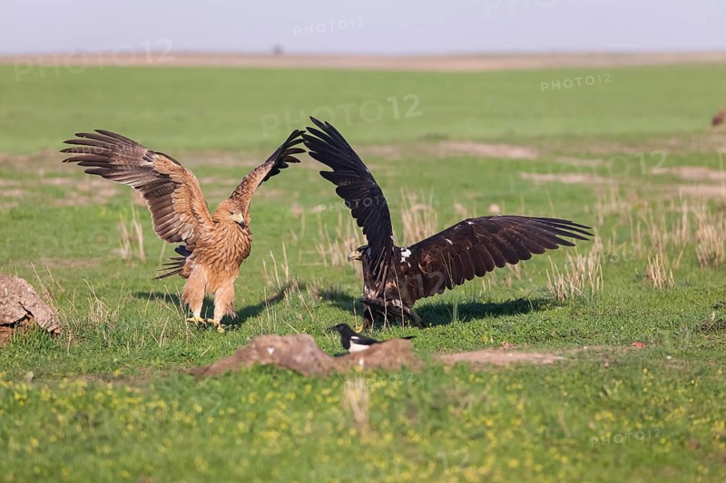 Iberian Eagle (Aquila adalberti), Spanish imperial eagle, Extremadura, Castilla La Mancha, Spain