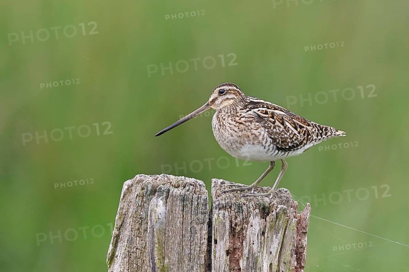 Snipe (Gallinago gallinago), standing on fence posts of a pasture, on moorland, snipe birds, wildlife, nature photography, Ochsenmoor, Naturpark Dümmer See, Hüde, Lower Saxony, Germany