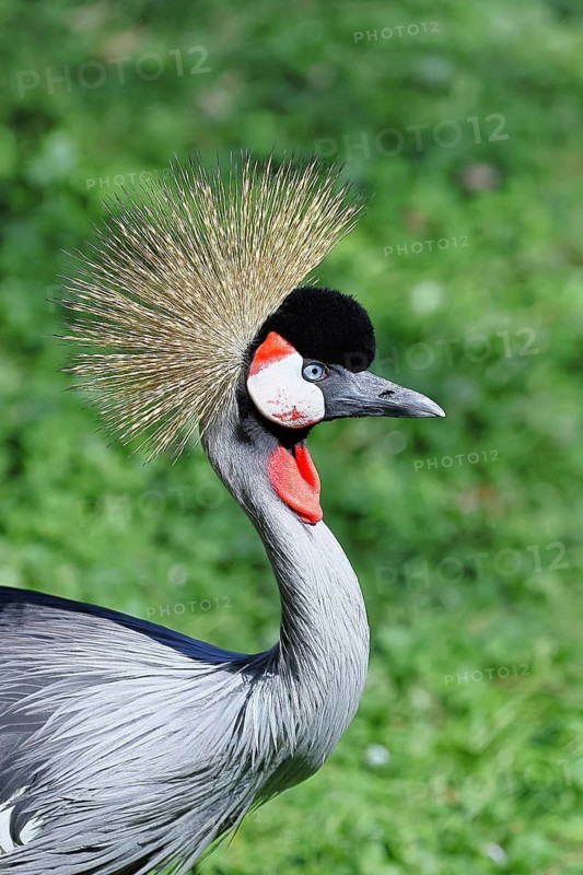 Crowned Crane (Balearica pavonina), portrait, captive, Herborn-Uckersdorf Zoo, Hesse, Germany