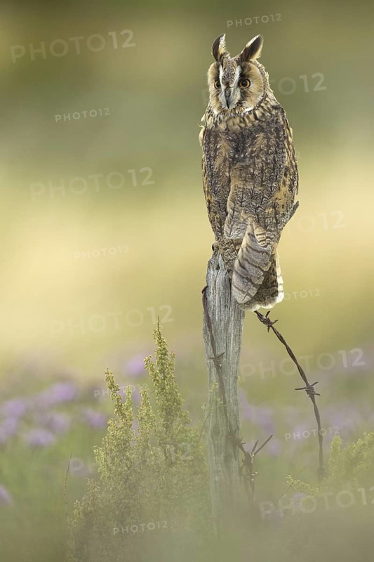 Long-eared Owl (Asio otus), Germany