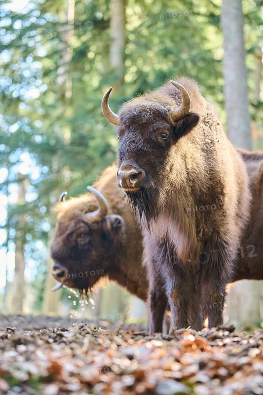 European bison (Bison bonasus) in a forest in spring, Bavarian Forest, Germany
