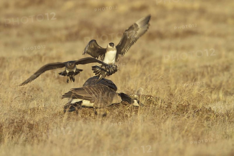 Parasitic Jaeger (Stercorarius parasiticus) flying, Manitoba, Canada