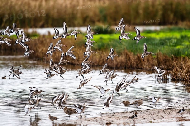 Black-tailed Godwits, Limosa limosa, birds in flight over marshes, Devon, England, United Kingdom