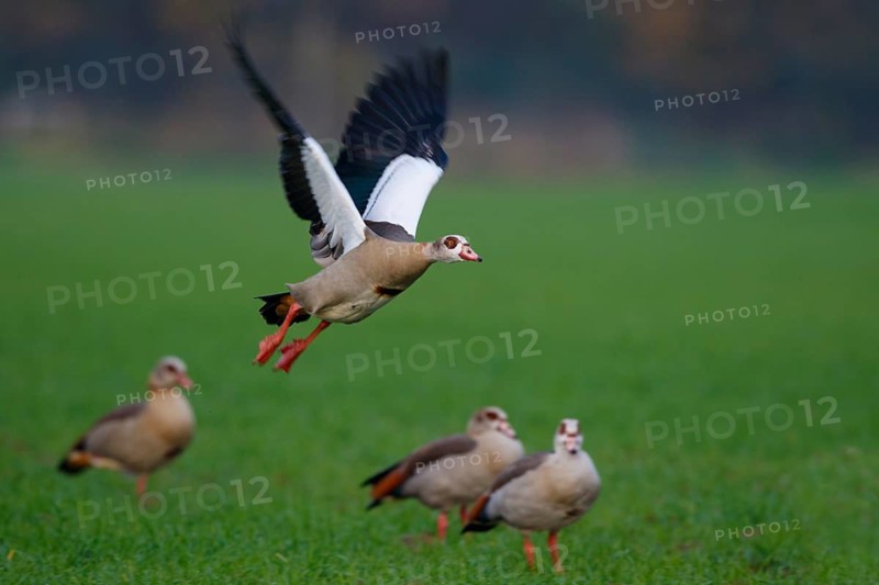 Egyptian Goose (Alopochen aegyptiaca) flying, North Rhine-Westphalia, Germany