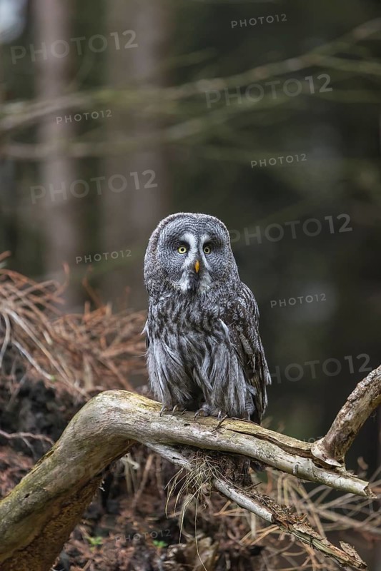 One great grey owl (Strix nebulosa) sitting on the root of a fallen spruce tree