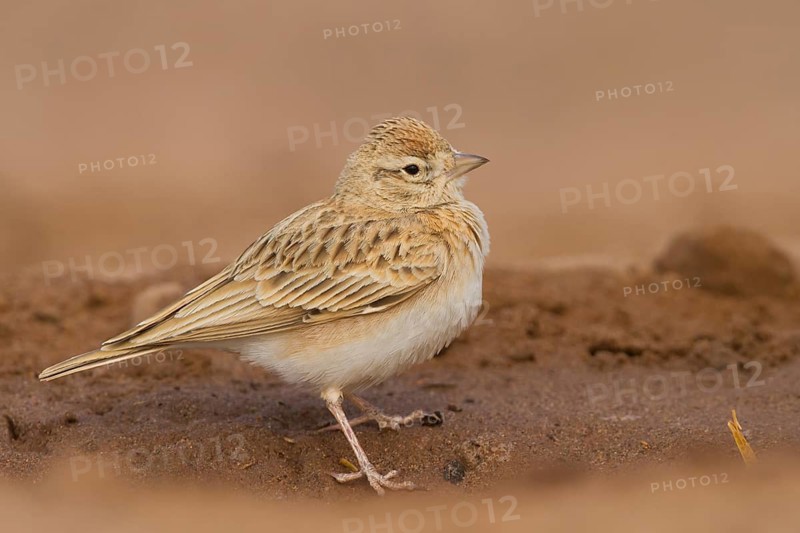 Short-toed Lark - Kurzzehenlerche - Calandrella brachydactyla ssp. rubiginosa, Morocco, adult