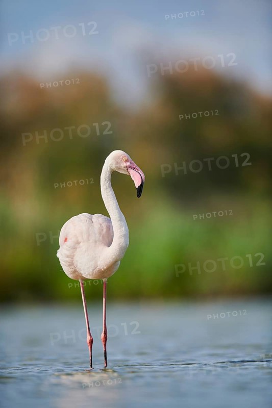 Greater Flamingo (Phoenicopterus roseus) walking in the water, Parc Naturel Regional de Camargue, France