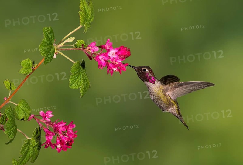 Anna's Hummingbird Male (Calypte anna) - Victoria BC, Canada