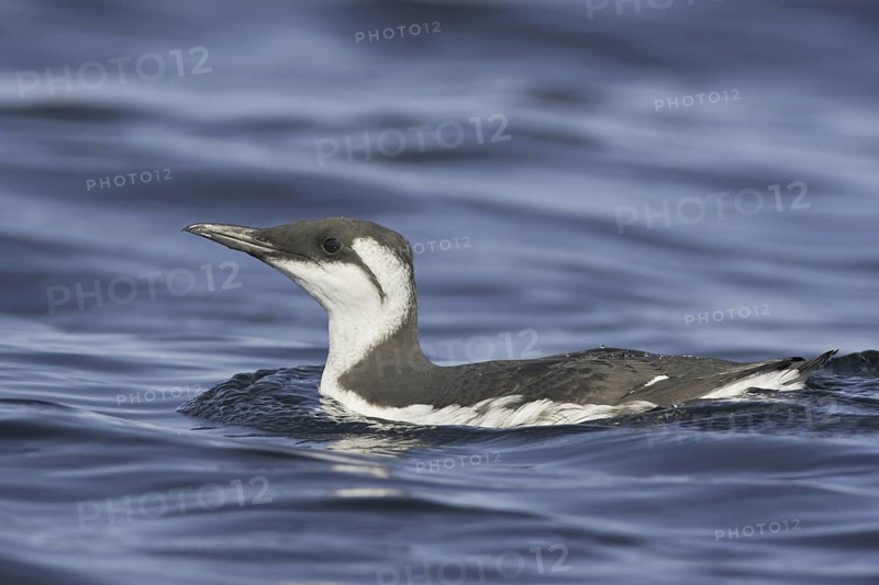 Common Murre (Uria aalge), Newfoundland, Canada