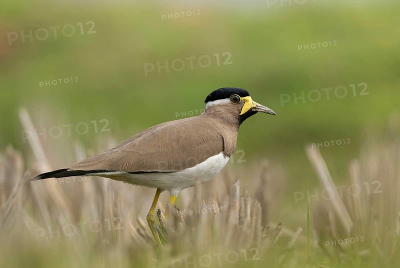 Yellow-wattled Lapwing (Vanellus malabaricus) foraging in a dry agricultural field, Sreepur, Gazipur, bangladesh