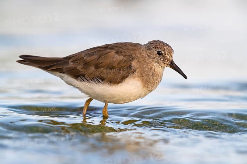 Temminck's Sandpiper, (Calidris temminckii), Animals. birds, limicoles, biotope, habitat, foraging, East Khawr Khawr Ad Dahariz, Salalah, Dhofar, Oman