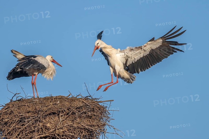 Two white storks (ciconia ciconia) can be seen in a tree. One is on the nest while the other arrives flying. It is spring and the sky is blue. Lower Rhine, Alsace, France