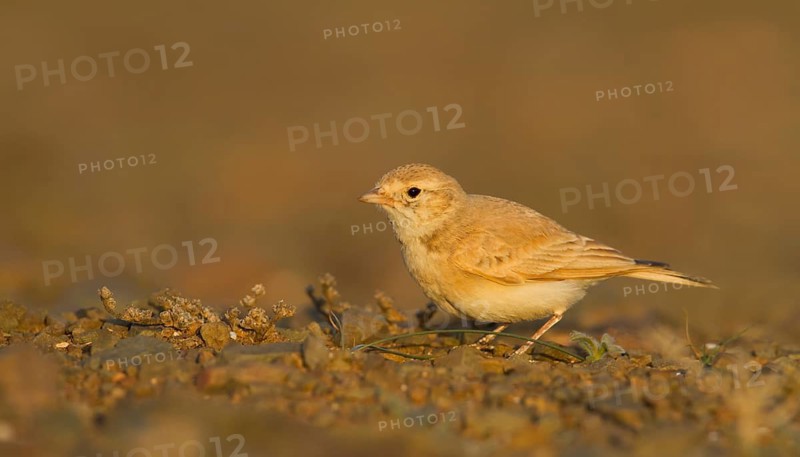 Bar-tailed Desert Lark - Sandlerche - Ammomanes cincturus, Marokko, adult