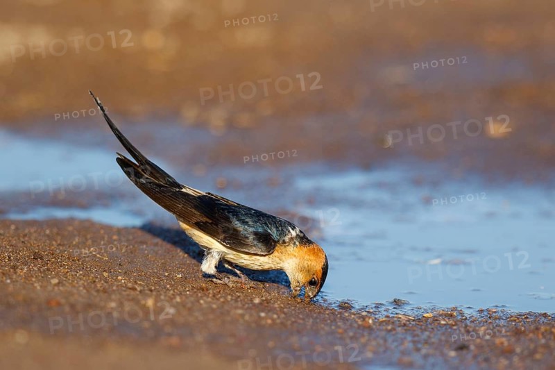 Red-rumped Swallow (Cecropis daurica) looking for nesting material, Lesvos, Greece