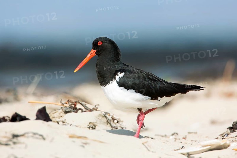 Pied Oystercatcher (Haematopus longirostris), Victoria, Australia