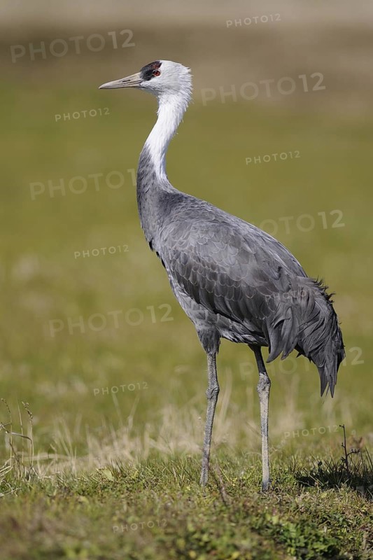 Hooded Crane (Grus monacha), Arasaki, Japan