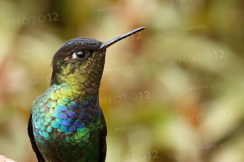 Fiery-throated Hummingbird (Panterpe insignis), Costa Rica