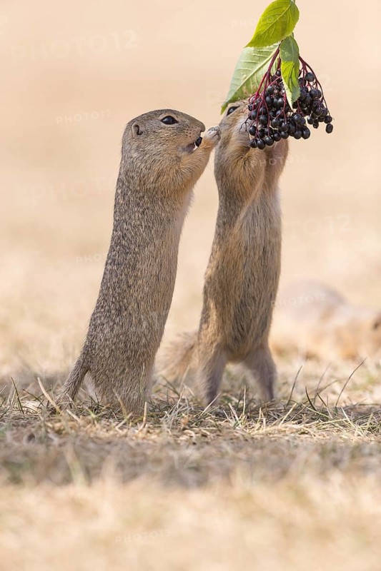 Two European ground squirrel (Spermophilus citellus) or European souslik standing erected in dry grass and trying to catch some berries of European dwarf elder (Sambucus ebulus)