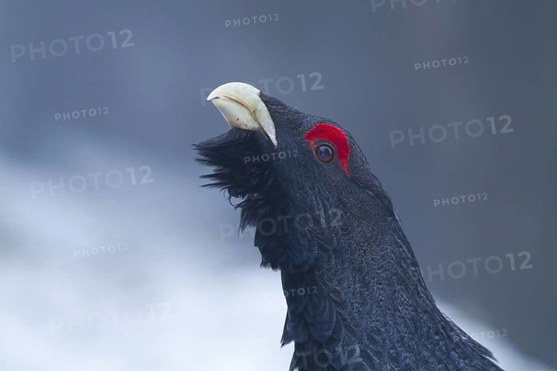 Western Capercaillie (Tetrao urogallus) male, Baden-Wuerttemberg, Germany