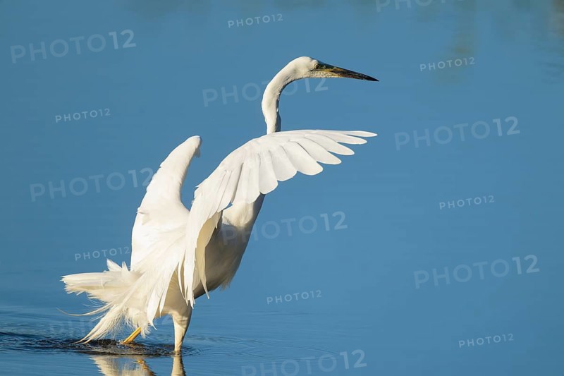Great White Egret (Ardea alba) standing with open wings in the shallow water zone of a lake, blue water, Lower Saxony, Germany
