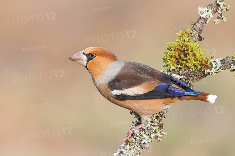 Hawfinch (Coccothraustes coccothraustes), male sitting attentively on a branch covered with lichen, wildlife, winter, light-coloured beak, feeding site, finch bird, finches, Siegerland, North Rhine-Westphalia, Germany